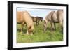 Iceland Horses-Catharina Lux-Framed Photographic Print