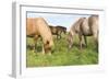 Iceland Horses-Catharina Lux-Framed Photographic Print