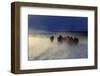 Iceland, Iceland, North-East, Iceland Horses in the Eyjafjördur Close Akureyri-Bernd Rommelt-Framed Photographic Print