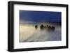 Iceland, Iceland, North-East, Iceland Horses in the Eyjafjördur Close Akureyri-Bernd Rommelt-Framed Photographic Print