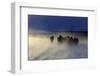 Iceland, Iceland, North-East, Iceland Horses in the Eyjafjördur Close Akureyri-Bernd Rommelt-Framed Photographic Print