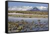 Iceland, Iceland, the South, Moss Padding, Skaftafell, Skaftafell National Park-Bernd Rommelt-Framed Stretched Canvas