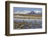 Iceland, Iceland, the South, Moss Padding, Skaftafell, Skaftafell National Park-Bernd Rommelt-Framed Photographic Print