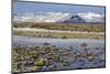 Iceland, Iceland, the South, Moss Padding, Skaftafell, Skaftafell National Park-Bernd Rommelt-Mounted Photographic Print