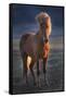 Iceland. Icelandic horse at sunset.-Jaynes Gallery-Framed Stretched Canvas