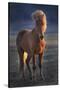 Iceland. Icelandic horse at sunset.-Jaynes Gallery-Stretched Canvas