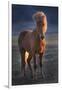 Iceland. Icelandic horse at sunset.-Jaynes Gallery-Framed Photographic Print