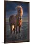 Iceland. Icelandic horse at sunset.-Jaynes Gallery-Framed Photographic Print