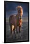 Iceland. Icelandic horse at sunset.-Jaynes Gallery-Framed Photographic Print