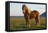 Iceland. Icelandic horse in sunset light.-Jaynes Gallery-Framed Stretched Canvas