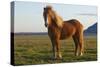 Iceland. Icelandic horse in sunset light.-Jaynes Gallery-Stretched Canvas