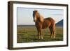 Iceland. Icelandic horse in sunset light.-Jaynes Gallery-Framed Photographic Print