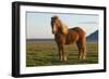 Iceland. Icelandic horse in sunset light.-Jaynes Gallery-Framed Photographic Print