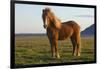 Iceland. Icelandic horse in sunset light.-Jaynes Gallery-Framed Photographic Print