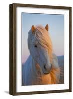 Iceland. Icelandic horse in sunset light.-Jaynes Gallery-Framed Photographic Print