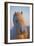 Iceland. Icelandic horse in sunset light.-Jaynes Gallery-Framed Photographic Print