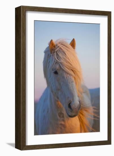 Iceland. Icelandic horse in sunset light.-Jaynes Gallery-Framed Photographic Print