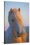 Iceland. Icelandic horse in sunset light.-Jaynes Gallery-Stretched Canvas