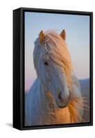 Iceland. Icelandic horse in sunset light.-Jaynes Gallery-Framed Stretched Canvas