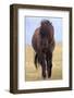 Iceland. Icelandic horse in sunset light.-Jaynes Gallery-Framed Photographic Print