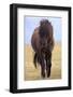 Iceland. Icelandic horse in sunset light.-Jaynes Gallery-Framed Photographic Print