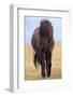 Iceland. Icelandic horse in sunset light.-Jaynes Gallery-Framed Photographic Print