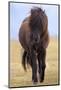 Iceland. Icelandic horse in sunset light.-Jaynes Gallery-Mounted Photographic Print