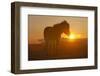 Iceland. Icelandic horse in sunset light.-Jaynes Gallery-Framed Photographic Print