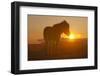 Iceland. Icelandic horse in sunset light.-Jaynes Gallery-Framed Photographic Print