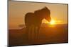 Iceland. Icelandic horse in sunset light.-Jaynes Gallery-Mounted Photographic Print