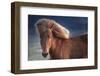 Iceland. Icelandic horse in sunset light.-Jaynes Gallery-Framed Photographic Print