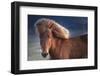 Iceland. Icelandic horse in sunset light.-Jaynes Gallery-Framed Photographic Print