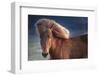 Iceland. Icelandic horse in sunset light.-Jaynes Gallery-Framed Photographic Print