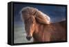 Iceland. Icelandic horse in sunset light.-Jaynes Gallery-Framed Stretched Canvas