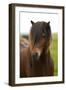 Iceland, Icelandic Horse-Hollice Looney-Framed Photographic Print