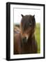 Iceland, Icelandic Horse-Hollice Looney-Framed Photographic Print