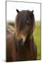 Iceland, Icelandic Horse-Hollice Looney-Mounted Photographic Print