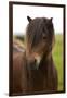 Iceland, Icelandic Horse-Hollice Looney-Framed Photographic Print