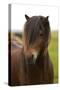 Iceland, Icelandic Horse-Hollice Looney-Stretched Canvas