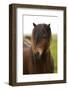 Iceland, Icelandic Horse-Hollice Looney-Framed Photographic Print