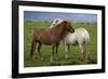 Iceland, Icelandic Horses-Hollice Looney-Framed Photographic Print