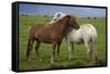 Iceland, Icelandic Horses-Hollice Looney-Framed Stretched Canvas