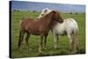 Iceland, Icelandic Horses-Hollice Looney-Stretched Canvas