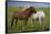 Iceland, Icelandic Horses-Hollice Looney-Framed Stretched Canvas