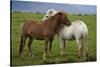 Iceland, Icelandic Horses-Hollice Looney-Stretched Canvas