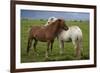 Iceland, Icelandic Horses-Hollice Looney-Framed Premium Photographic Print