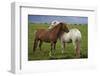 Iceland, Icelandic Horses-Hollice Looney-Framed Photographic Print