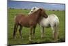 Iceland, Icelandic Horses-Hollice Looney-Mounted Photographic Print