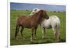 Iceland, Icelandic Horses-Hollice Looney-Framed Photographic Print