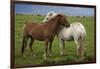 Iceland, Icelandic Horses-Hollice Looney-Framed Photographic Print